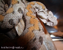 V.r.raddei fem